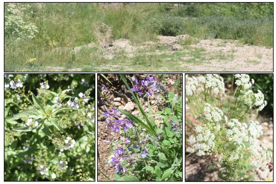 Especies relevadas en la parcela CV5
(Arr.: distribución de la cobertura vegetal. Izq. a
Dcha.: heliotropo, alfalfa en flor y biznaga).