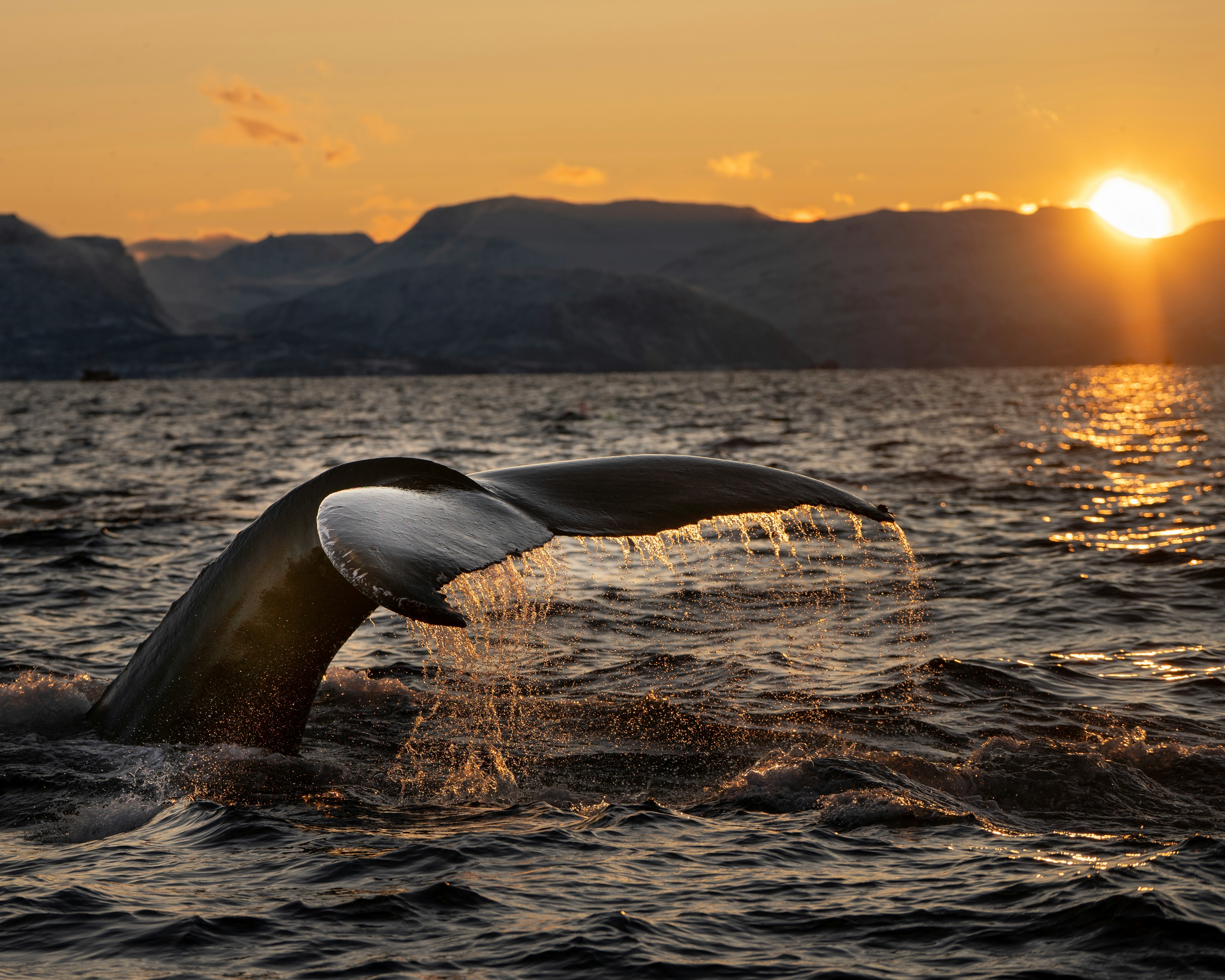 Ballena Franca Austral