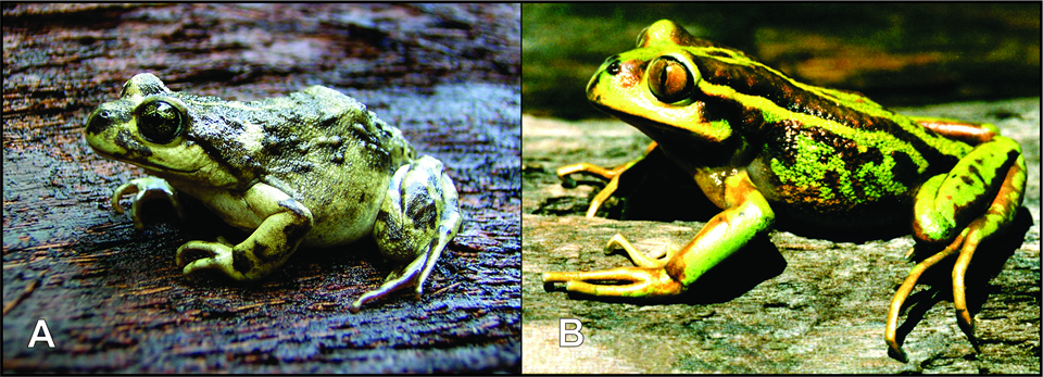 Adultos de rana del Challhuaco (A), y rana esmeralda (B).