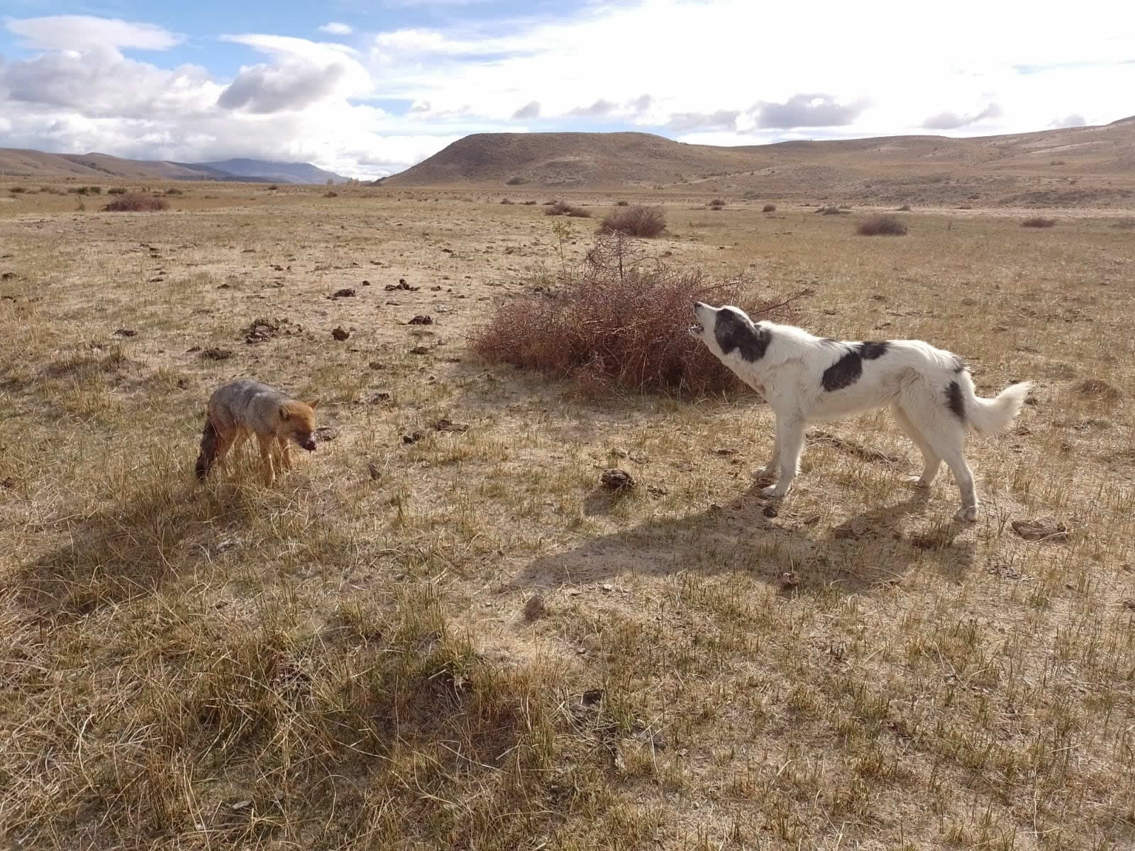 Figura del artículo de Rago et al., donde se ve el encuentro entre una perra y un zorro silvestre con moquillo canino en un campo de Junín de los Andes, Neuquén.