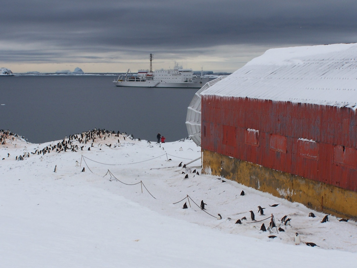 Foto de las Colonias de pingüinos Papúa reproductores en su nido cercanas a la Base Esperanza, Bahía Esperanza, Península Antártica, donde se pueden observar las instalaciones de la base y un buque turístico