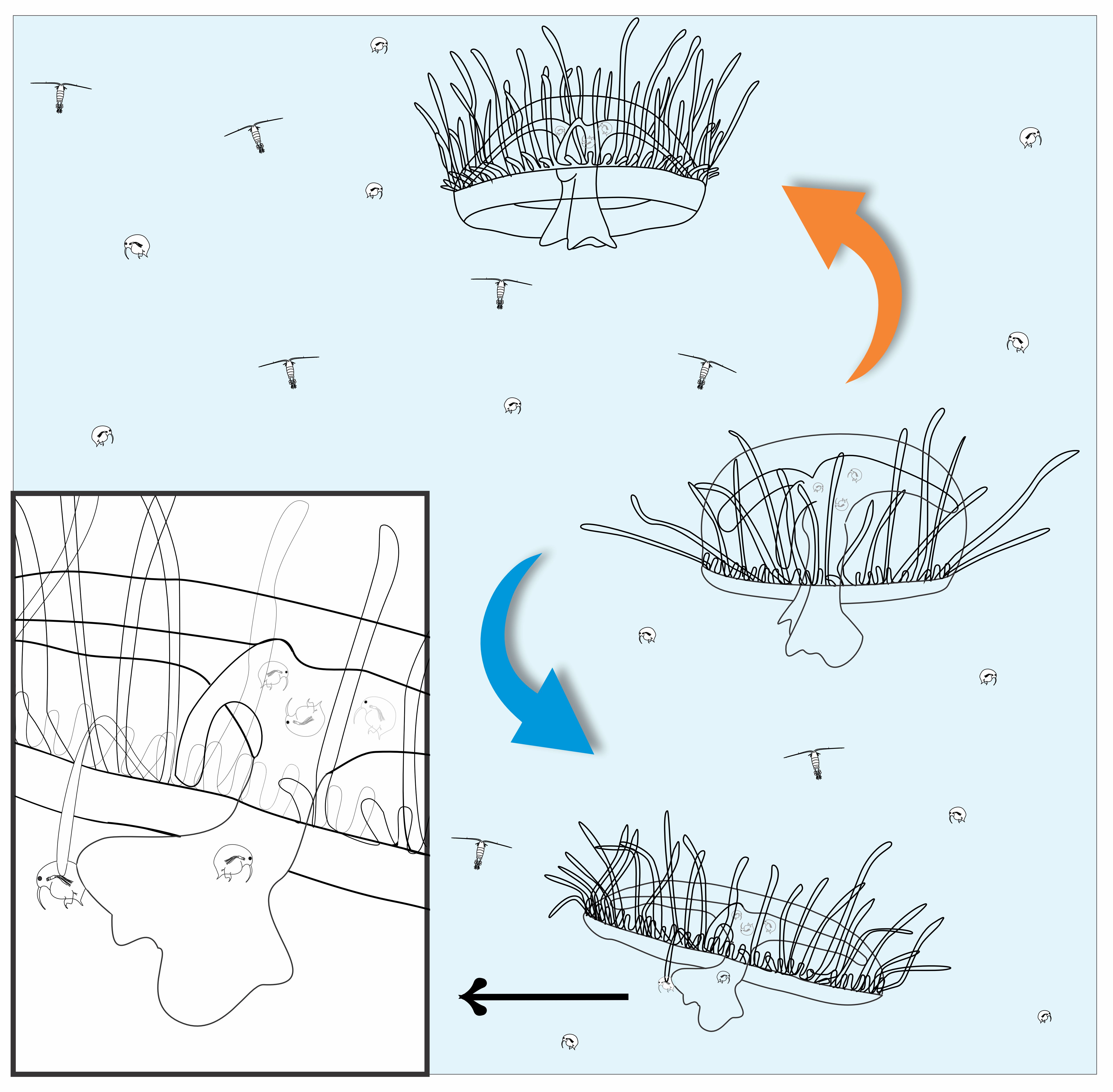 Secuencia del comportamiento alimentario de las medusas en la columna de agua. La medusa nada activamente mediante contracciones rítmicas de la campana (flecha naranja) y luego desciende pasivamente (flecha azul), lo que le permite aumentar el encuentro con las presas. Durante el nado, sus tentáculos se extienden y capturan el zooplancton. Una vez atrapada, la presa, es transportada hacia la cavidad gástrica por el brazo oral. En el recuadro ampliado se muestra el proceso de captura, ingestión y digestión de las presas.